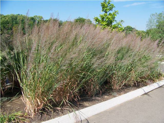 Picture of Panicum virgatum 'Dallas Blues' Dallas Blues Switch Grass