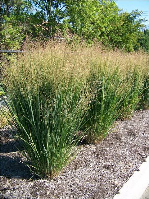 Picture of Panicum virgatum 'Northwind' Northwind Switch Grass