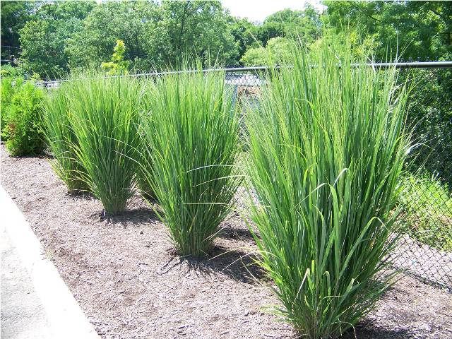 Picture of Panicum virgatum 'Northwind' Northwind Switch Grass