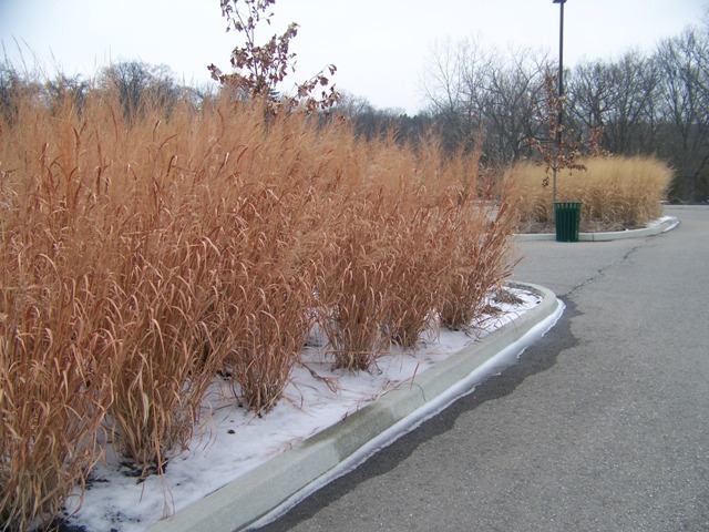 Picture of Panicum virgatum 'Dallas Blues' Dallas Blues Switch Grass