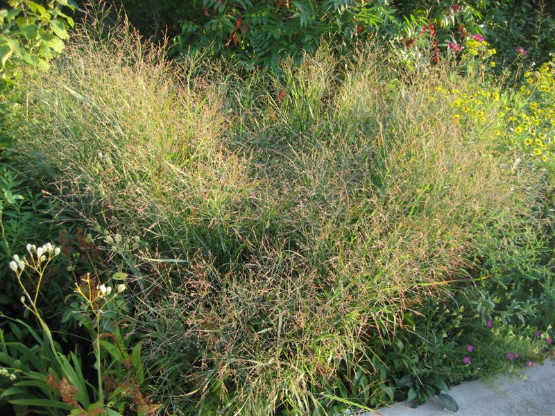 Panicum virgatum Panicum_virgatum_plant_ap.JPG