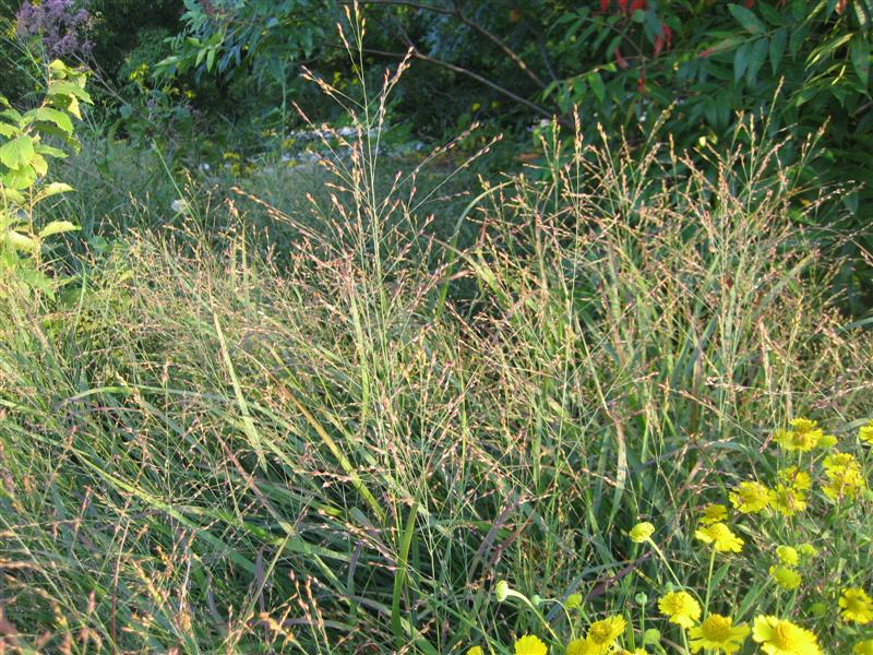 Panicum virgatum Panicum_virgatum_plant_close.JPG