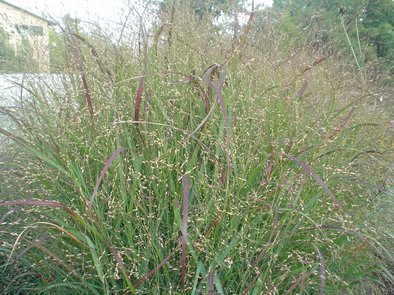 Picture of Panicum virgatum 'Heavy Metal' Switch Grass