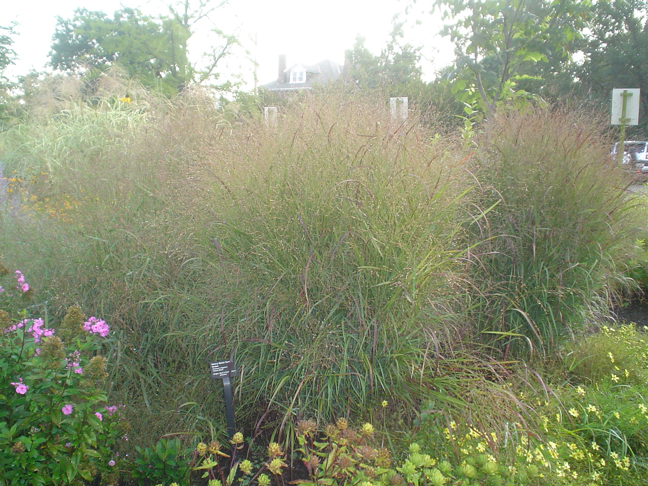 Picture of Panicum%20virgatum%20'Heavy%20Metal'%20Switch%20Grass