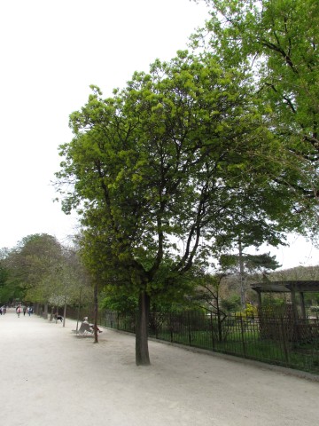 Acer platanoides ParisAcerPlatanoidesGlobosum.JPG