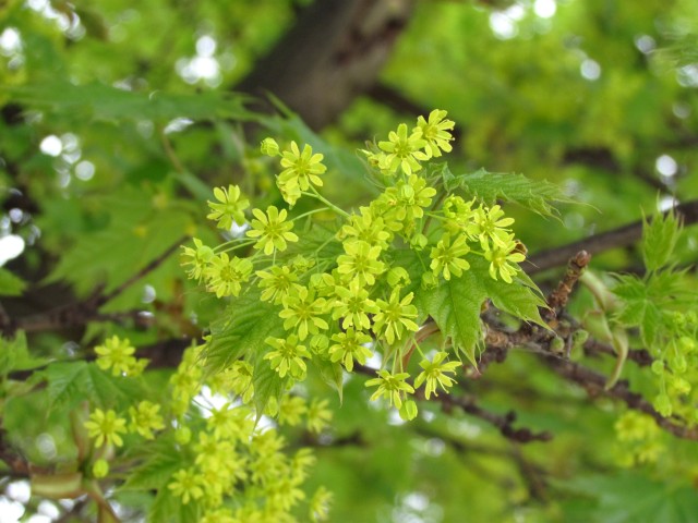 Acer platanoides ParisAcerPlatinoidesGlobosumFlower.JPG