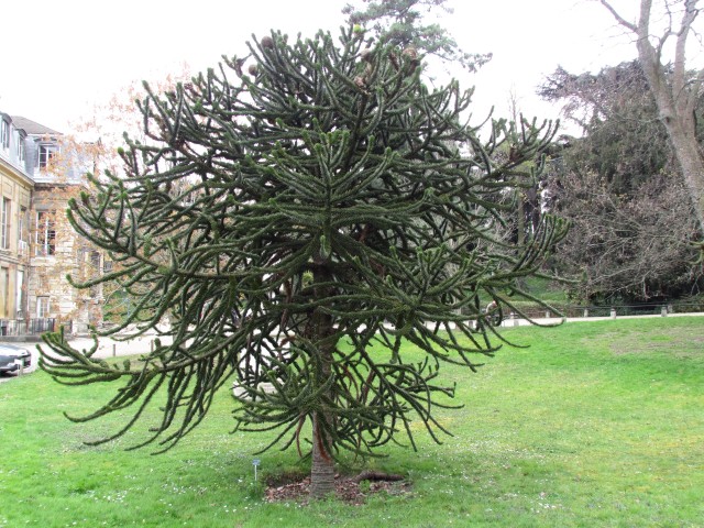 Araucaria araucana ParisAraucariaAraucana_1_2.JPG