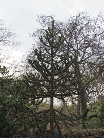 Araucaria araucana ParisAraucariaAraucana_2_1.JPG