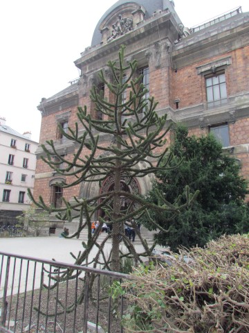 Araucaria araucana ParisAraucariaAraucana_2_2.JPG