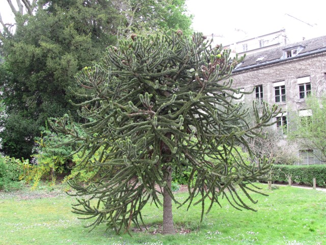 Araucaria araucana ParisAuracariaAraucana_1_1.JPG