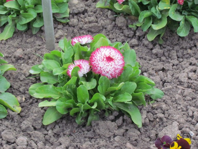 Bellis perennis ParisBellisPerennisHabanera2.JPG