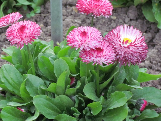 Bellis perennis ParisBellisPerennisHabaneraFlowerDetail.JPG