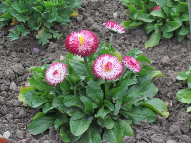 Bellis perennis ParisBellisPerennisHabaneraFlowerDetail2.JPG