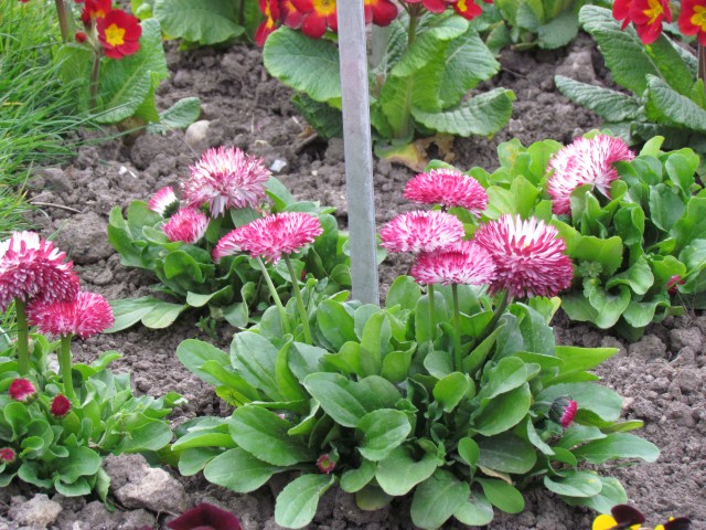 Bellis perennis ParisBellisPerennisHabaneraFlowers.JPG