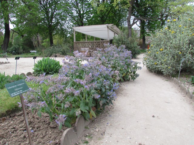 Borago officinalis ParisBoragoOfficinalis1.JPG