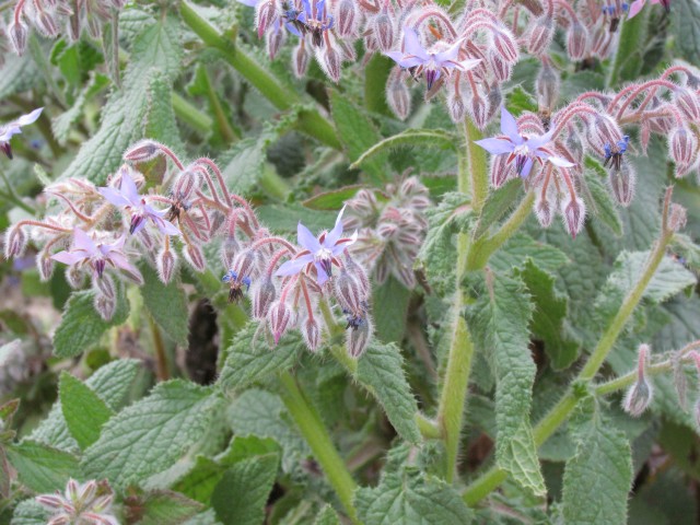 Borago officinalis ParisBoragoOfficinalisDetail.JPG