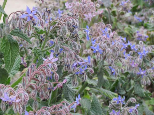 Borago officinalis ParisBoragoOfficinalisFlower2.JPG