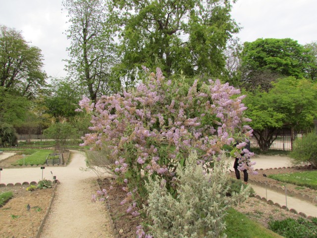 Buddleia officinalis ParisBuddlejaOfficinalisPlant.JPG