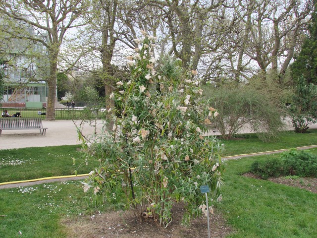 Buddleia salviifolia ParisBuddlejaSalviifoliaPlant.JPG