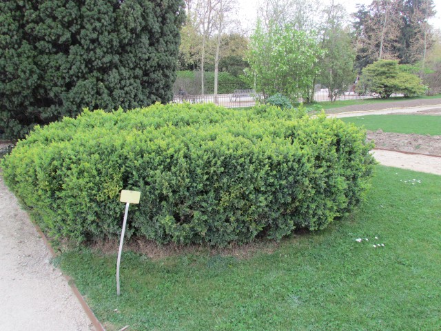 Buxus sempervirens ParisBuxusSempervirens.JPG