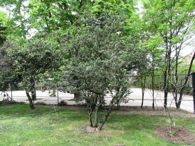 Buxus sempervirens ParisBuxusSempervirens_1_1.JPG