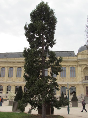 Calocedrus decurrens ParisCalocedrusDecurens2.JPG