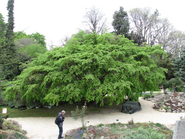 Carpinus betulus ParisCarpinusBetulus.JPG