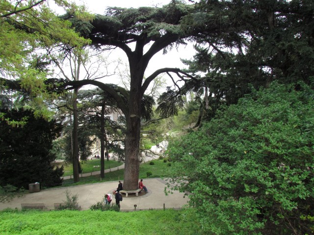 Cedrus libani ParisCedrusLibani1.JPG