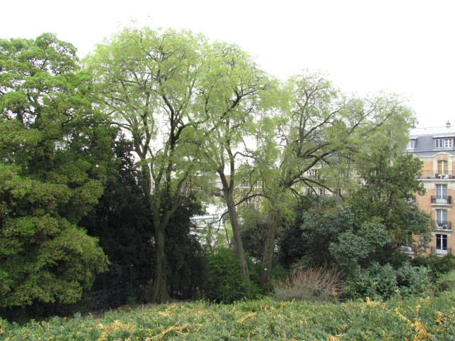 Celtis australis ParisCeltisAustralis3.JPG