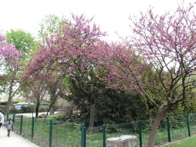 Cercis siliquastrum ParisCercisSilliquastrum.JPG