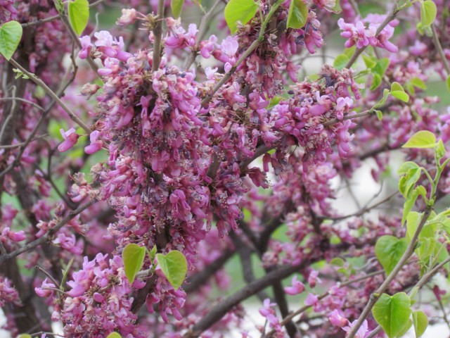 Cercis yunnanensis ParisCercisYunanensisFlowerCluster.JPG