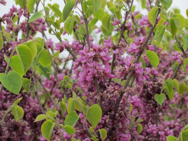 Cercis yunnanensis ParisCercisYunnanensisFlowersAndLeaves.JPG