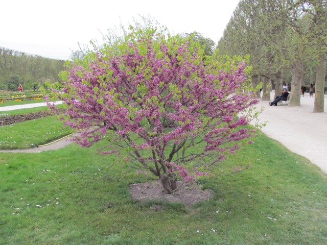 Cercis yunnanensis ParisCercisYunnanensisTree.JPG