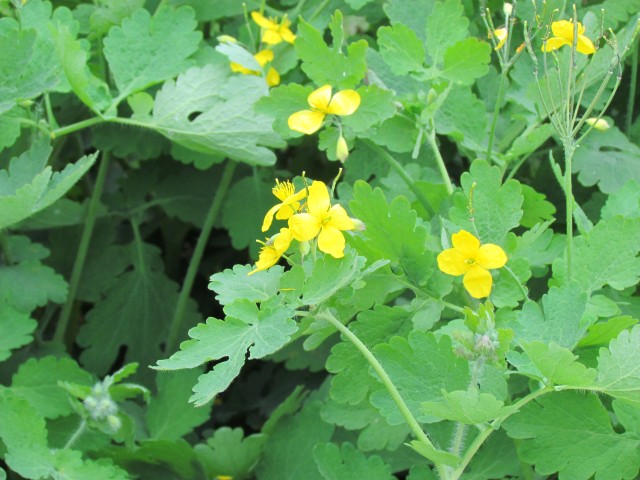 Chelidonium majus ParisChelidoniumMajos2.JPG