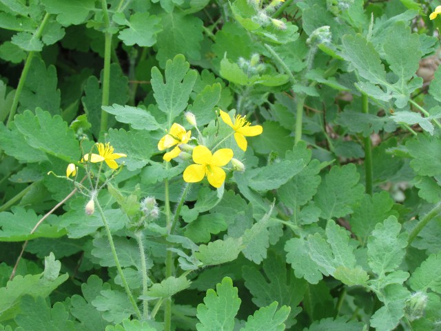 Chelidonium majus ParisChelidoniumMajus.JPG