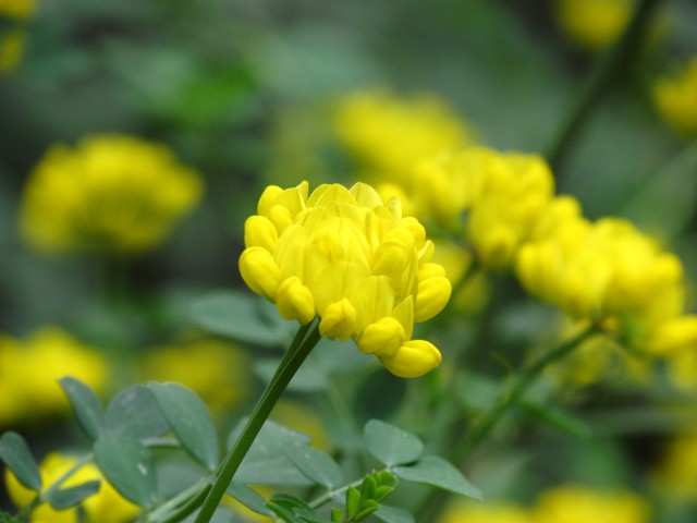 Coronilla valentina ParisCoronillaValentiaDetail.JPG