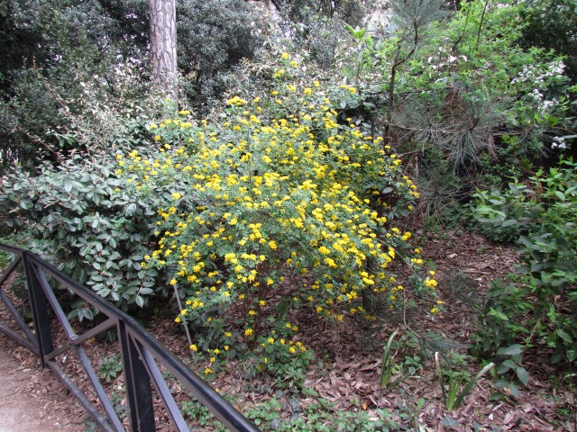 Coronilla valentina ParisCoronillaValentiaFull.JPG