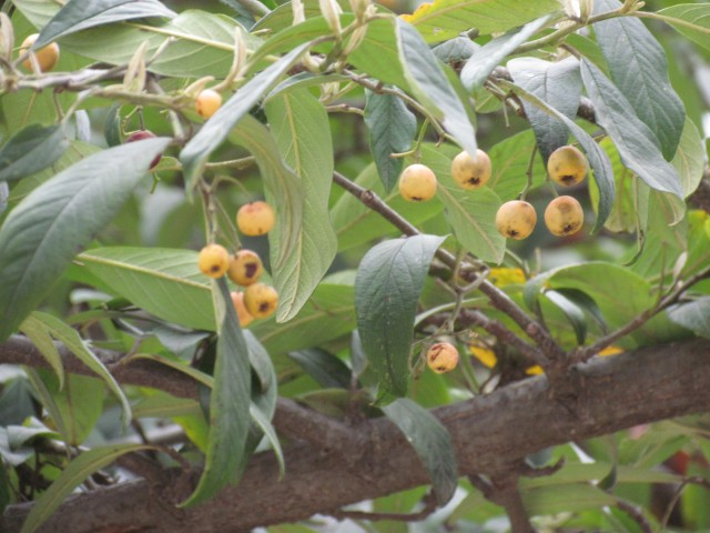 Cotoneaster x watereri ParisCotoneasterWateriiFruit.JPG