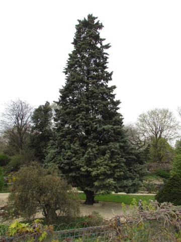 Cupressus arizonica ParisCupressusArizonica1.JPG