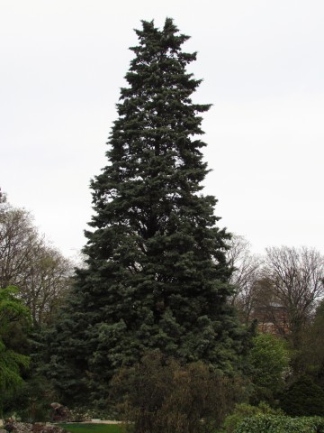 Cupressus arizonica ParisCupressusArizonica2.JPG