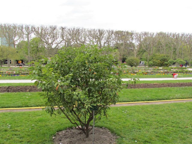 Euonymus wilsonii ParisEuonymousWilsonii.JPG