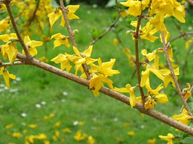 Forsythia x intermedia ParisForsythiaIntermediaFlower.JPG