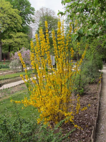 Forsythia suspensa var. sieboldii ParisForsythiaSuspensa.JPG