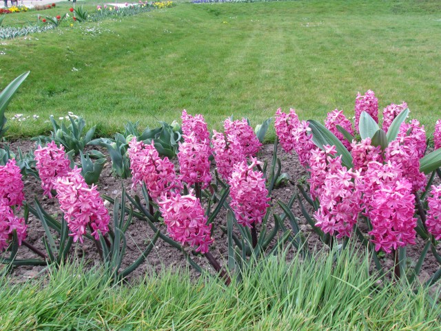 Hyacinthus orientalis ParisHyacinthusOrientalisJanBosFlowers.JPG