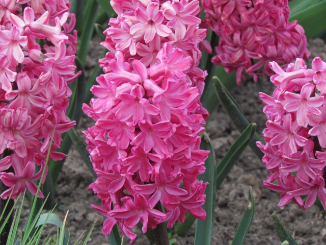 Hyacinthus orientalis ParisHyacinthusOritentalisJanBosFlowerDetail.JPG