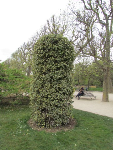 Ilex altaclerensis ParisIlexAltaclarensis2.JPG