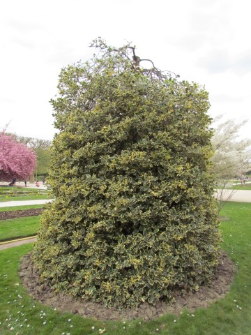 Ilex aquifolium ParisIlexAquifoliaMadameBriot2.JPG