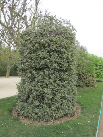 Ilex aquifolium ParisIlexAquifolium2.JPG