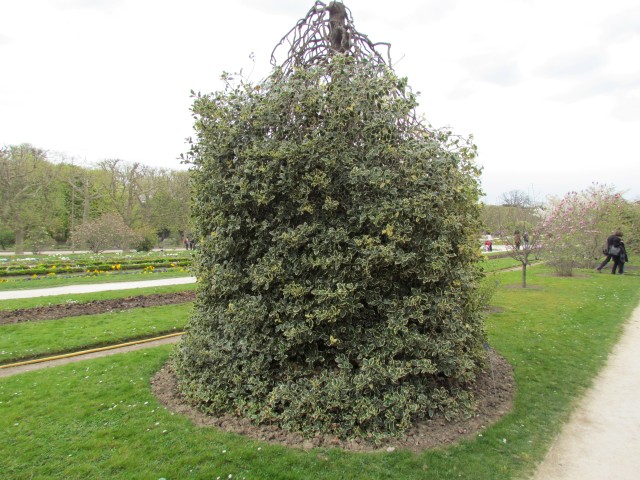 Ilex aquifolium ParisIlexAquifoliumArgentiaMarginata.JPG