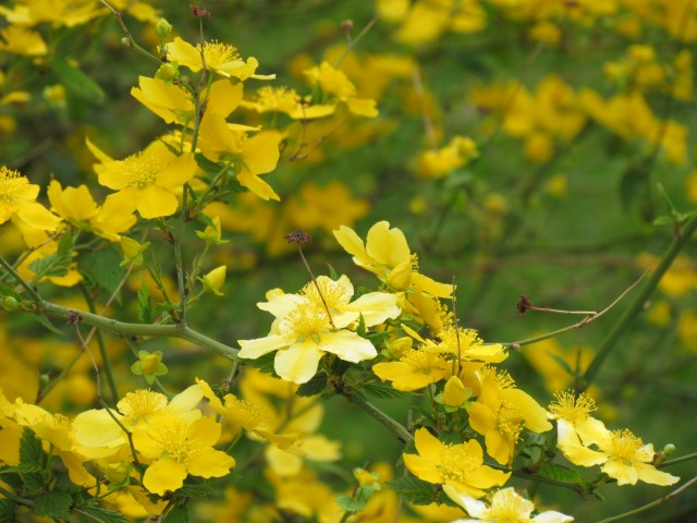 Kerria japonica ParisKerriaJaponicaFlower.JPG